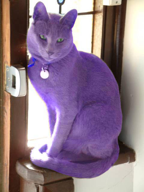 Фиолетовый кот видео. Фиолетовый кот. Сиреневая кошка. Фиолетовые коты. Фиолетовая кошка.