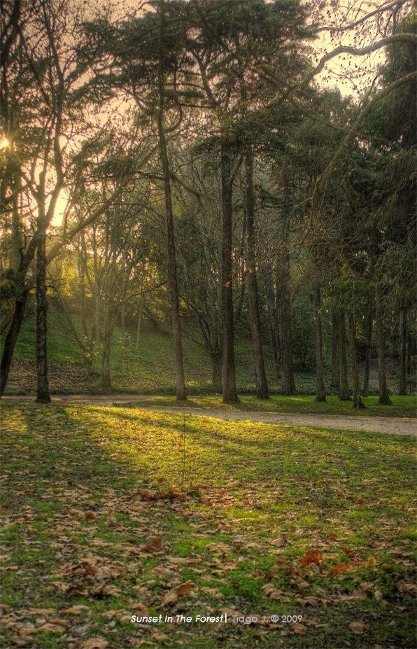 Sunset In the Forest