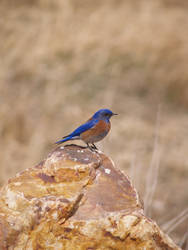 Beautiful Bird.