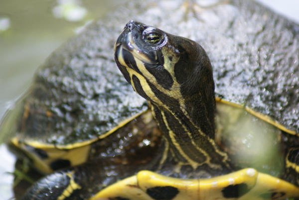 Turtle Ya rly by careftw on DeviantArt