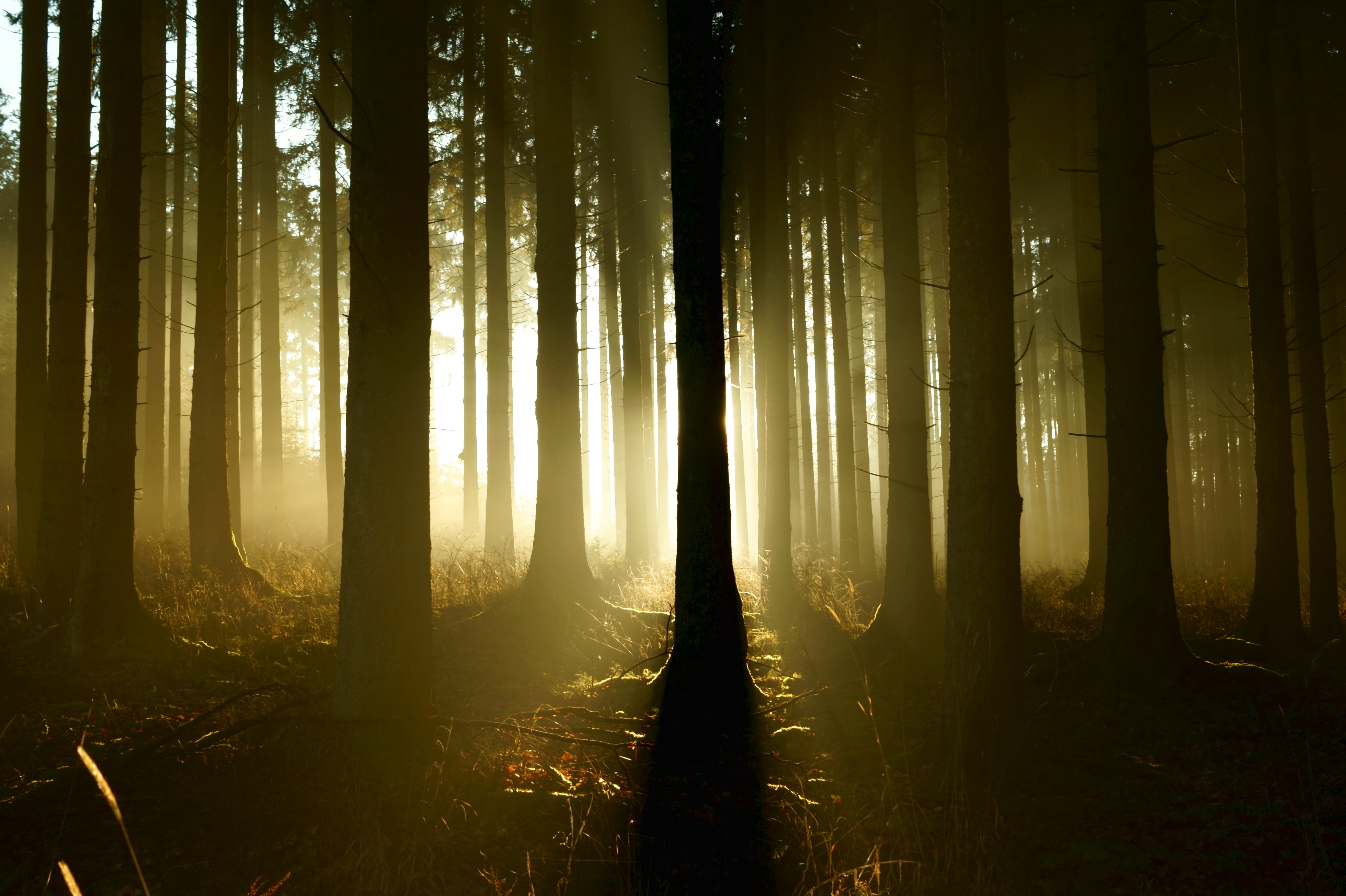 in the gloaming