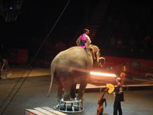 elephant rider