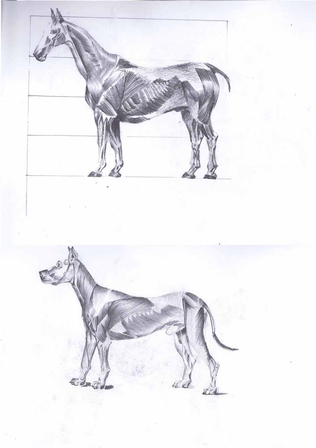 Animals. Muscle Deviantart Animal Muscle study by JeTyson on DeviantArt