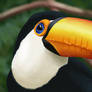 Toucan