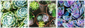 succulent mood bundle