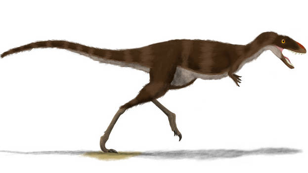 Raptorex Maybe