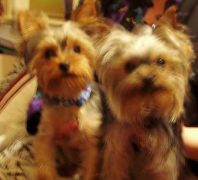 Yorkies