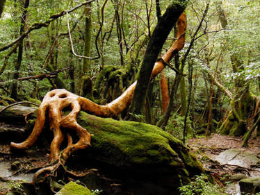 Ancient forest fo Yakushima Island
