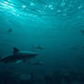 Sharks