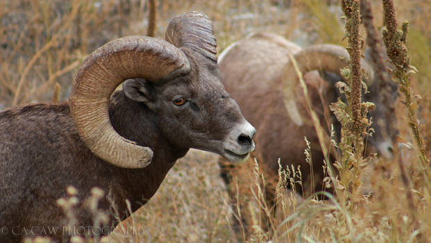 Big Horned Sheep