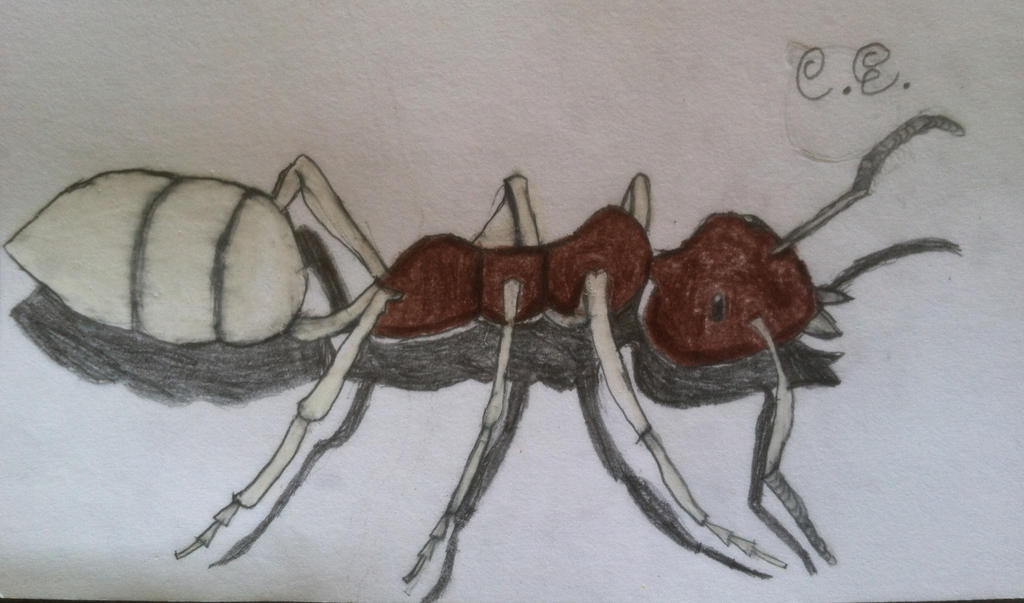 Ghost Ant by CarlosAE Ghost Ant by CarlosAE