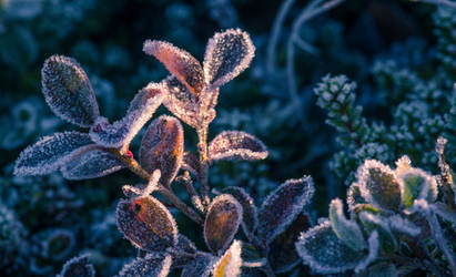 ice flowers