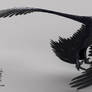 Microraptor