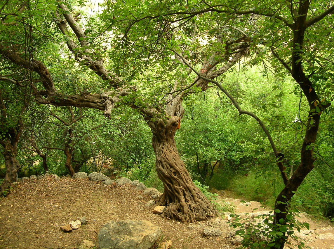 ancient tree