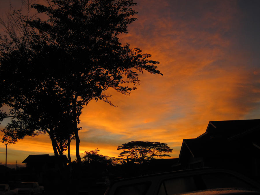 Amber Winter Morning