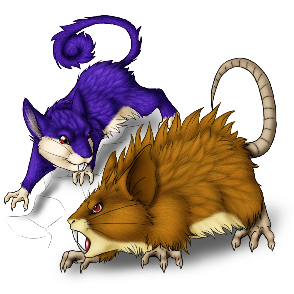 Rattata and evo