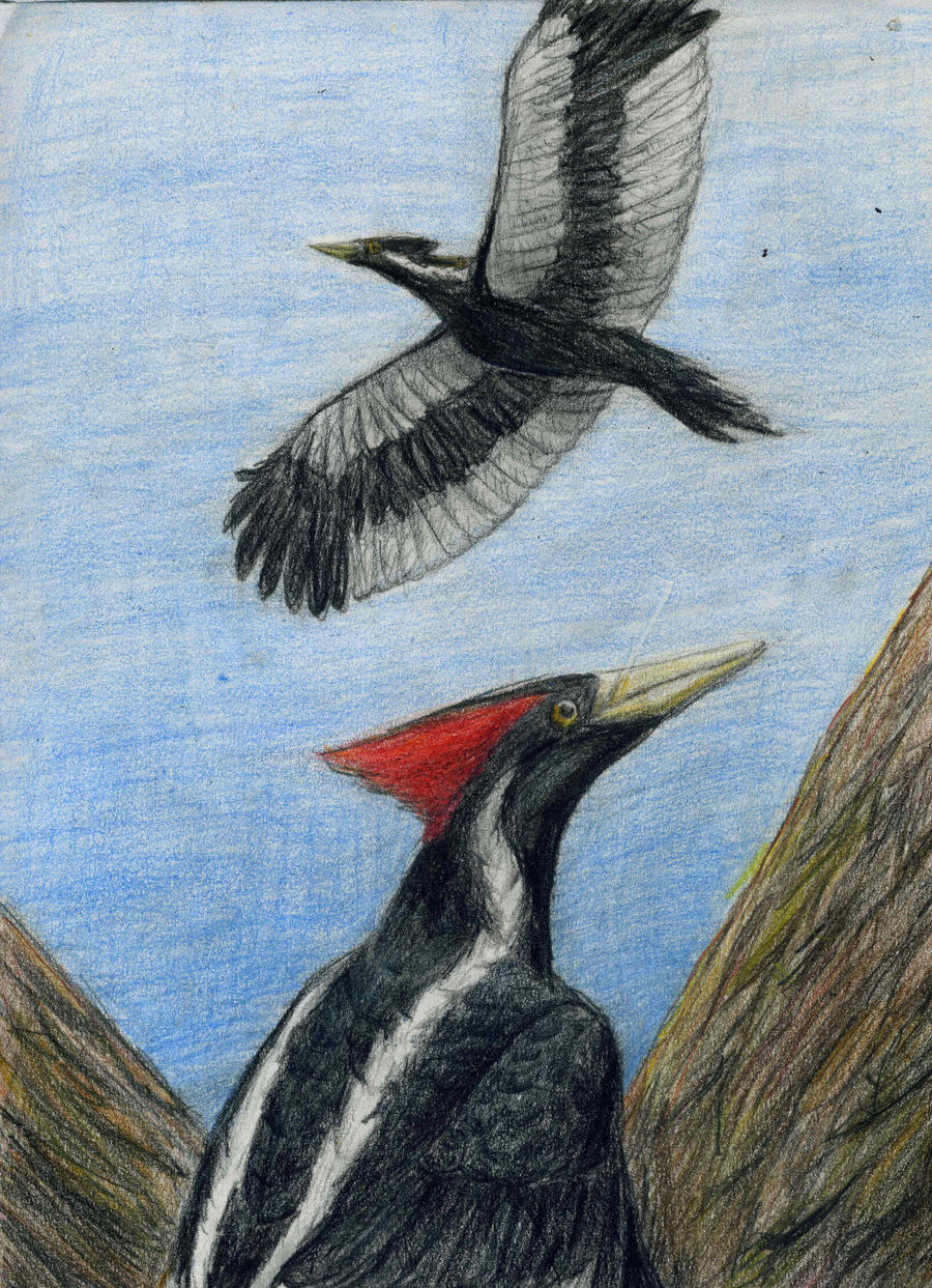 Ivory-billed Woodpecker