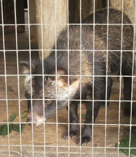 tanuki in cage