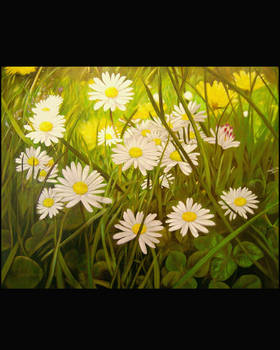 Daisies