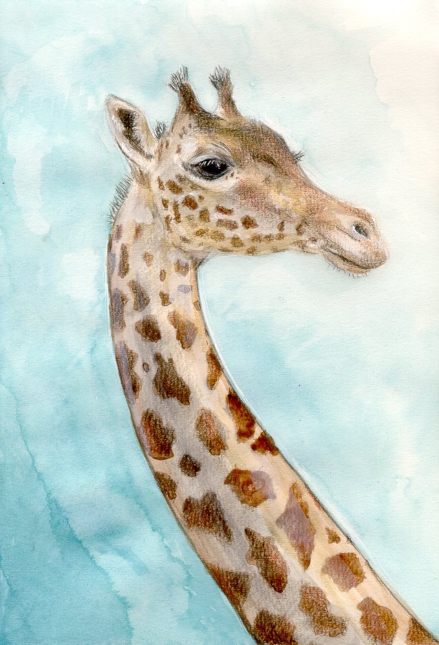 Giraffe