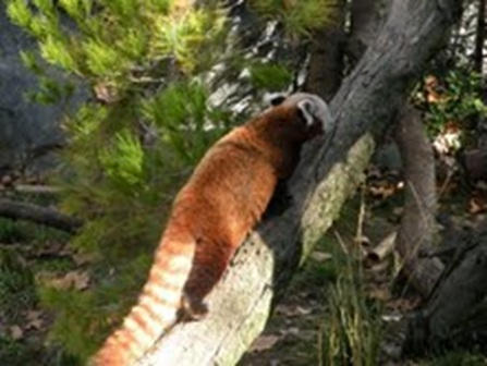 Red Panda