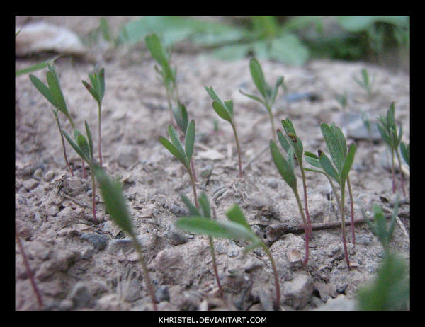 Spring in my Backyard 4