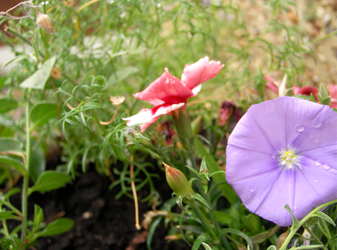 Purple Flower