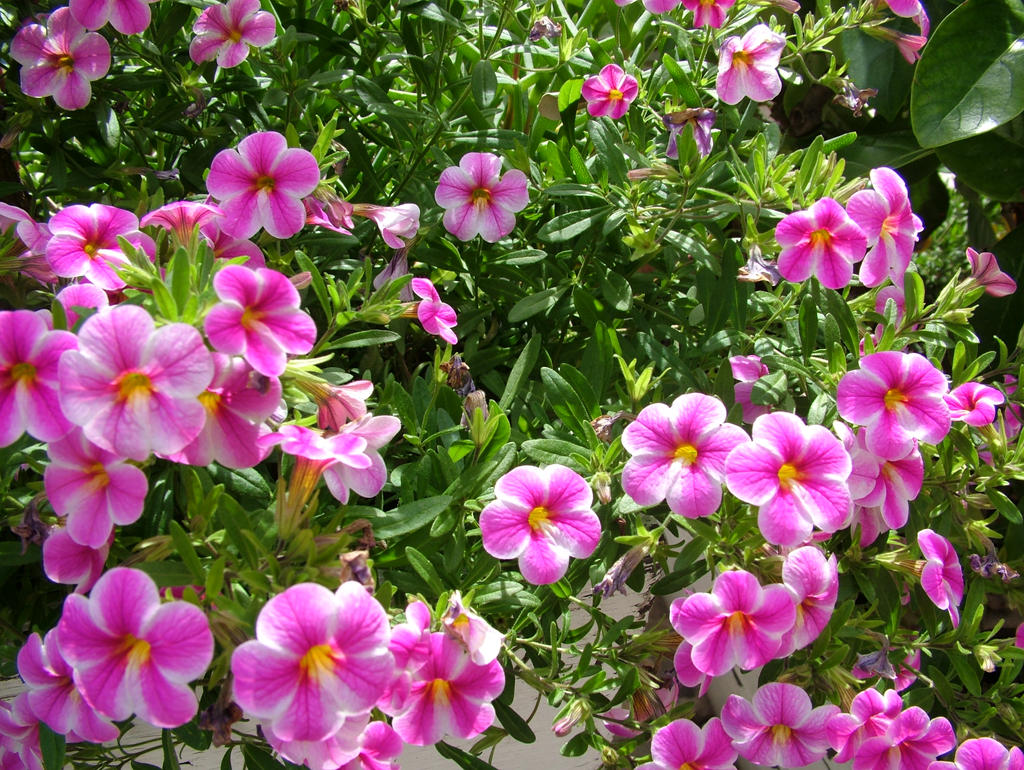 Pink Flowers