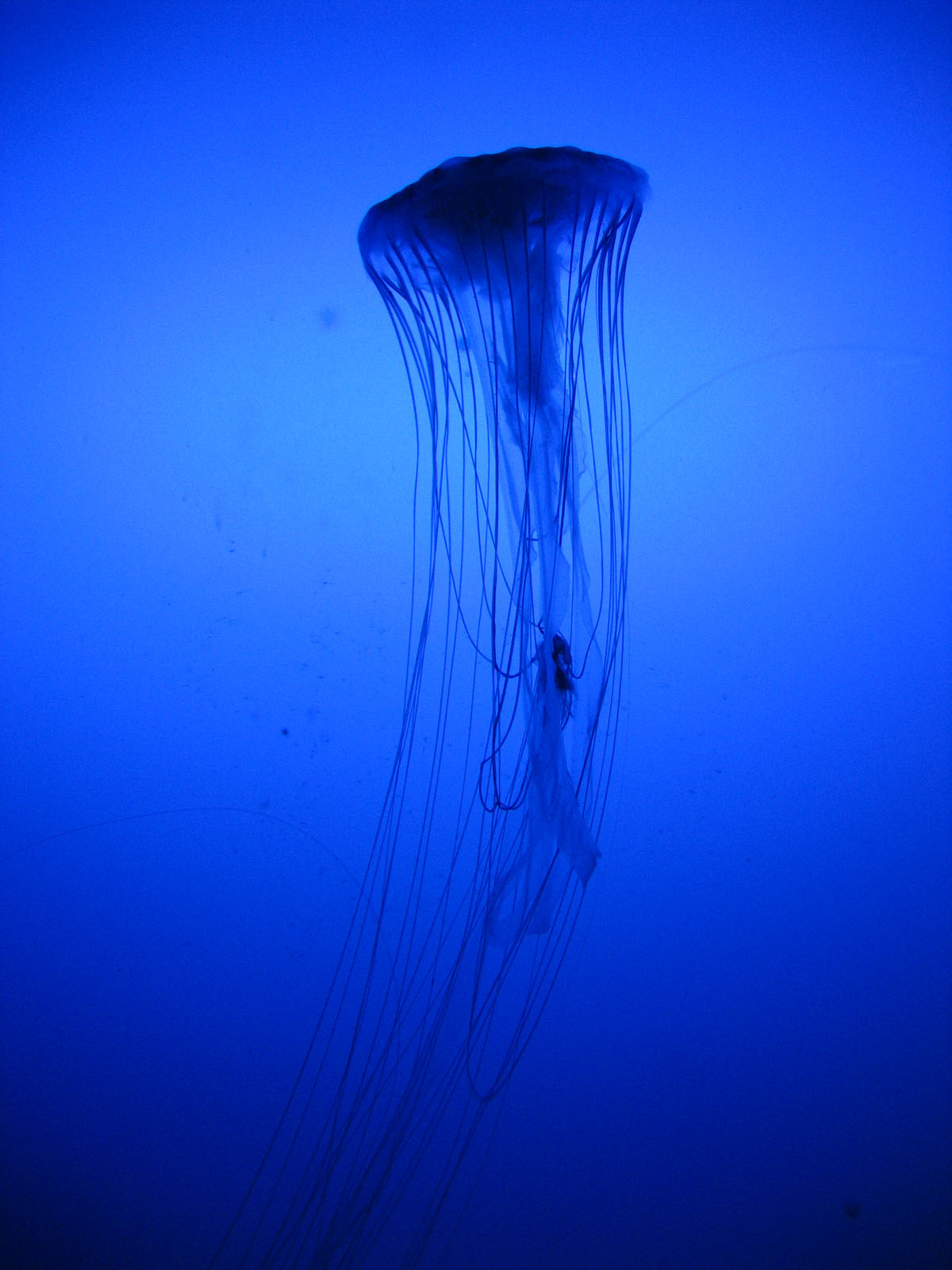 JellyFish