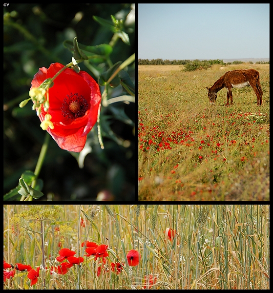 Field of Happiness