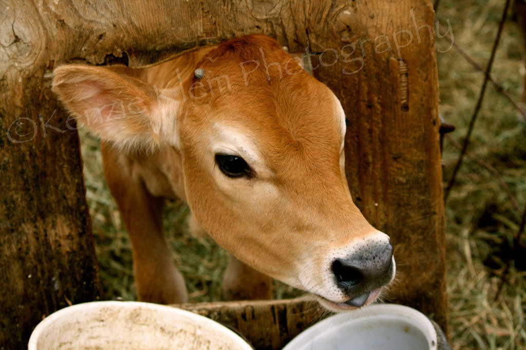 Baby Cow by kenzieklemphotog on DeviantArt