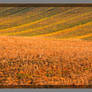 Rolling Fields in Morning Sun