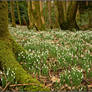 Scottish Snowdrops