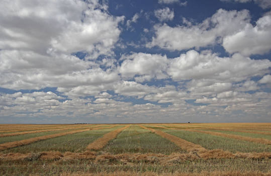 Prairie Field