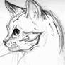 Sketch--Kitty cat