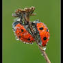 Coccinella septempunctata