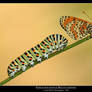 P. machaon M. didyma