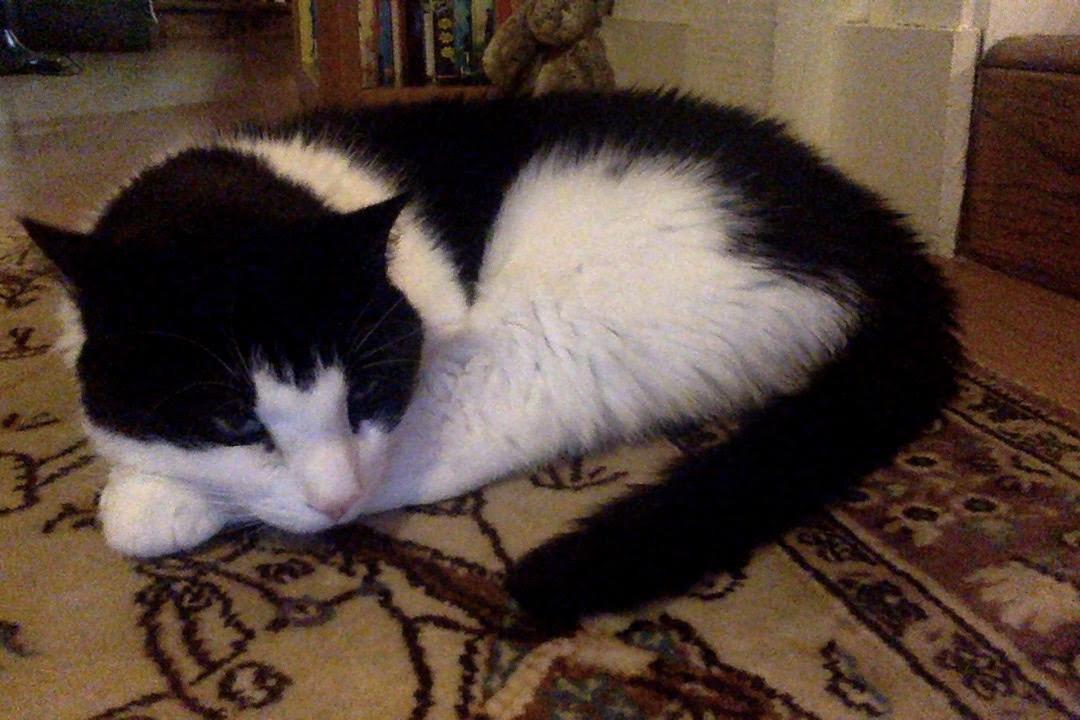 Black and white cat photo