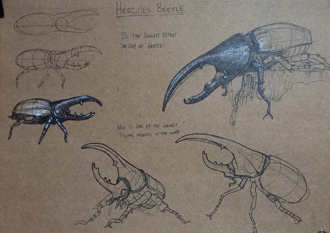 All Insects List Deviantart Insects1 by LuisfeArt on DeviantArt