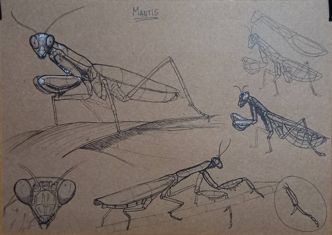 All Insects List Deviantart Insects2 by LuisfeArt on DeviantArt