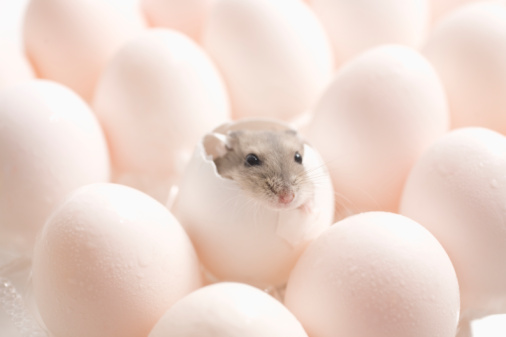 hamster inside eggs