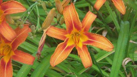 Upclose shot of a wild flower