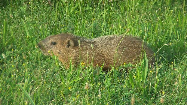 A closeup of a wild groundhog in the grass