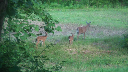 A Mother Deer and her two kids