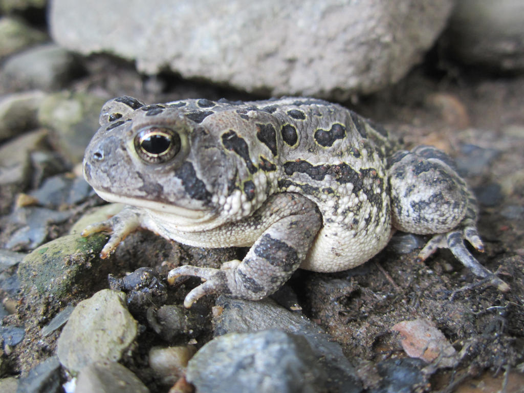 Fowler's Toad - Anaxyrus fowleri by steamjunker on DeviantArt