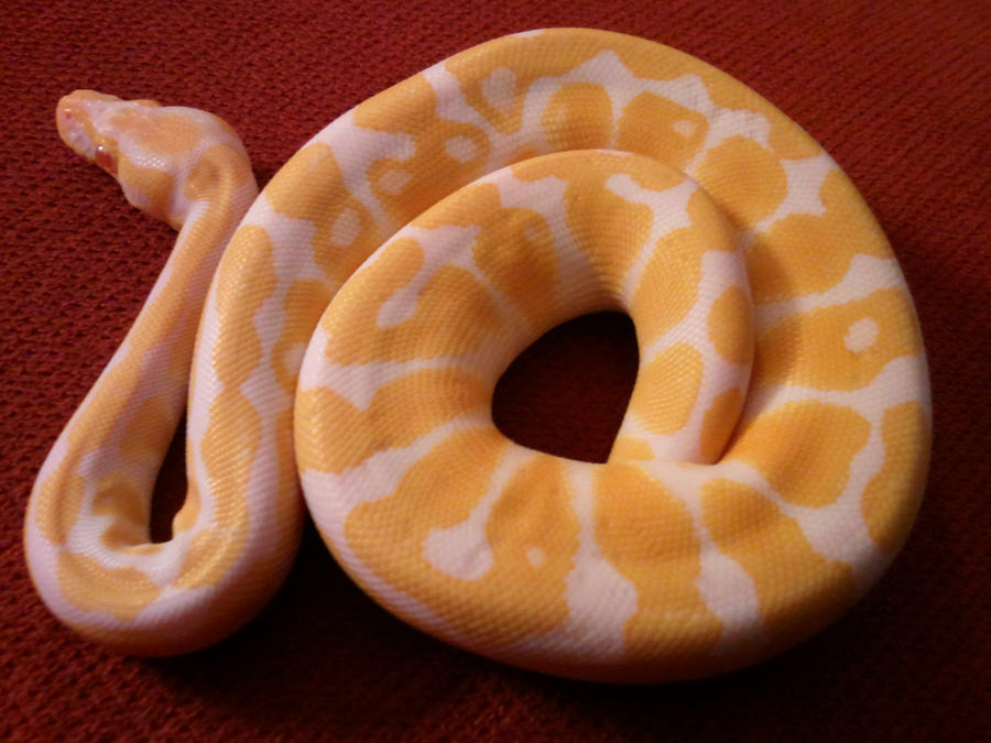 Ball Python by FormulaJay91 on DeviantArt