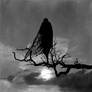 The Shy Mothman