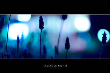 lavender nights