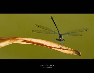 Anisoptera