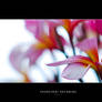 Frangipani Dreaming